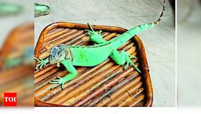 Iguana, emperor scorpion seized in exotic pet raid | Bhopal News - Times of India