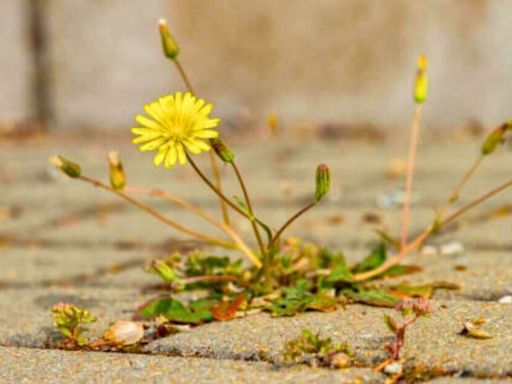 Remove gravel weeds quickly by making a 'super-effective' homemade weed killer