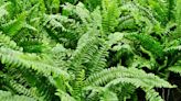 The Ultimate Guide to Boston Ferns