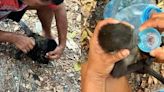 Temporada de calor: Monos saraguatos están muriendo por las altas temperaturas en Tabasco y Chiapas (VIDEOS)