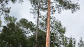 Lightning protection system for trees can reduces risks