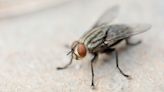 How to get rid of flies: 4 'effective ways' according to a pest control expert