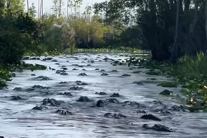 ‘There’s gators everywhere.’ Mass alligator gathering investigated in Georgia canal