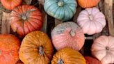 It's time to pick out the perfect pumpkin and here's where you can find them in Shreveport