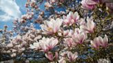 How to grow and care for a magnolia tree – an expert guide