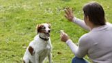 Training a Deaf Dog