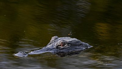 Alligator attacks man swimming in Florida lake