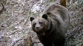 Ursa que matou um homem em Itália será transferida para santuário na Alemanha