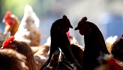 Second Colorado poultry farm reports human bird flu case amid dairy outbreak