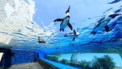 【東京水族館報告之一】池袋陽光水族館打造天空綠洲，觀賞在穹頂中漫游的企鵝！ | 蕃新聞