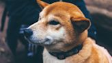 Shiba Inu Fetches $12M Investment in a Token Sale to Build Privacy-Focused Blockchain