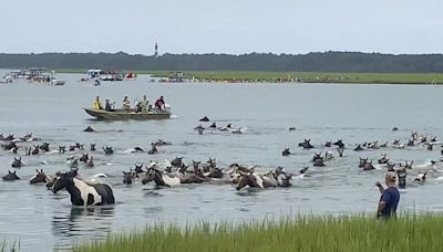 Thousands watch Chincoteague wild ponies complete 99th annual swim in Virginia