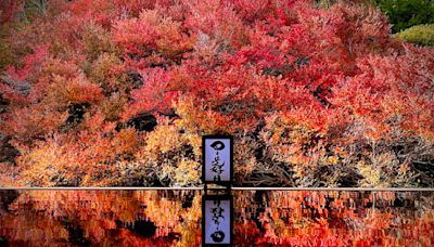 日本城崎溫泉周邊必看秋天5風景 隱藏版銀杏大道、鏡面楓紅秘境