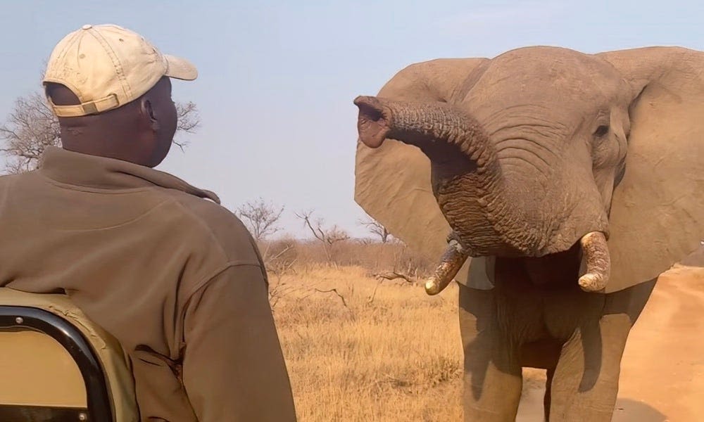 Elephant clear winner in staring contest with safari tracker; video