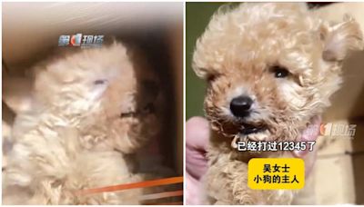 海底撈｜江蘇女稱貴婦犬被員工託管在小房間後焗死 公司：調查中