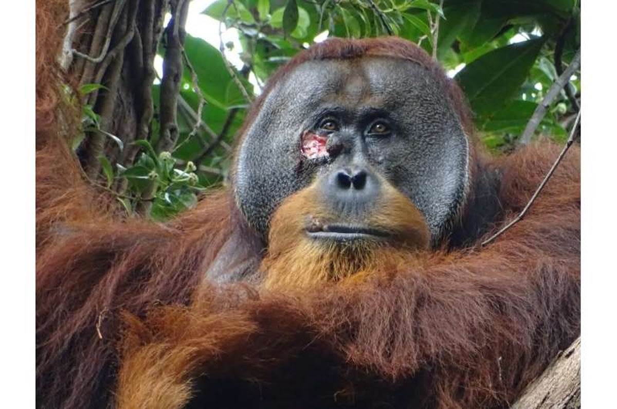 Orangutan seen treating wound with traditional medicine in first for wild animals