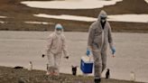 Warning over bird flu as 'extraordinarily high' death rates predicted
