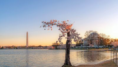 Photos of Stumpy: Remembering the beloved, tenacious cherry tree