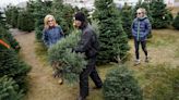 When did Christmas trees become a holiday staple?