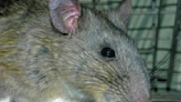 Pennsylvania joins states pushing for survival of Allegheny woodrat