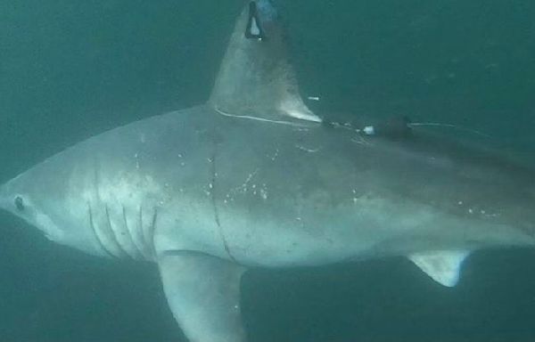 A pregnant shark was tagged and monitored for 5 months, then disappeared. Scientists now know its fate