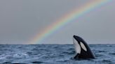 So, THIS Is Why Orcas Keep Attacking Boats, According To Whale Scientists