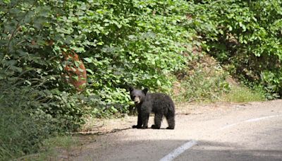 They Took Bear Cub on 10-Hour Drive, Fed It Taco Bell