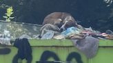Sydney, la perra que encontró una segunda oportunidad tras ser arrojada a un contenedor como si fuera basura