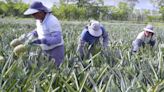 Agricultura regenerativa busca impulsar la producción de piña sin agroquímicos