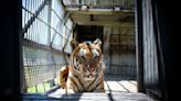 Tigers in South Africa: a farming industry exists – often for their body parts