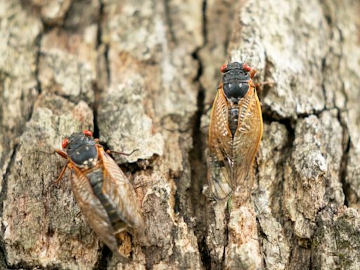 When will cicadas really emerge in Chicago area? Here's when experts expect them to peak