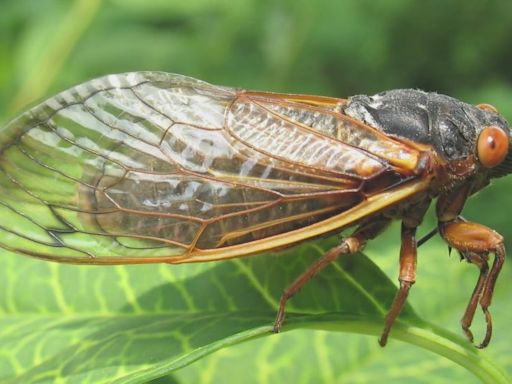 Chicago-area cicadas may soon be infected with STD that turns them into ‘zombies’