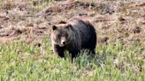 Canada man attacked by grizzly bear while tracking black bear
