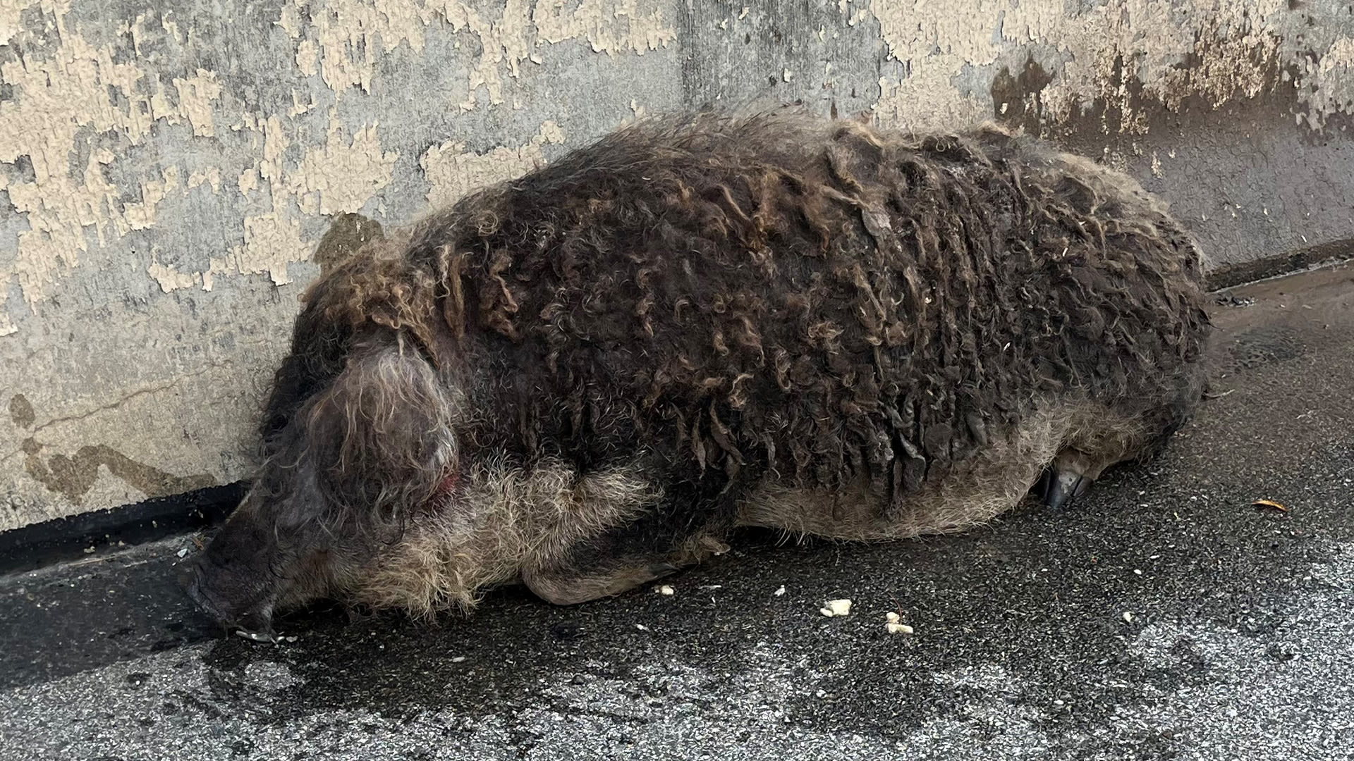 Dorothy the pig escapes trailer, runs loose on I-76 while on the way to the vet