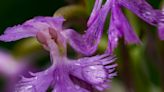 Nature News: Orchids, the fairies of the plant world