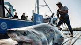 White sharks like Florida waters. Here's 11 things to know, including who's out there now