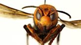 Single ‘murder hornet’ queen may have led insect’s aggressive invasion of Europe