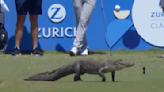 PGA Tour Event Disrupted by Alligator Casually Walking Across Tee Box