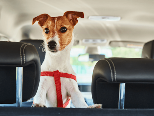 Esta es la forma más segura de llevar mascotas en el coche