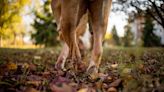 La Guardia Civil interviene para controlar a un pitbull que atacó a sus dueños en Valladolid: tuvieron que entrar en la casa con escudos