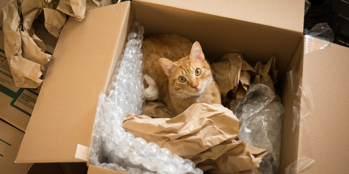 A couple accidentally shipped their cat in an Amazon return package. It arrived safely 6 days later, hundreds of miles away.