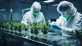 Tilray Brands, Inc. (NASDAQ:TLRY) Q3 2024 Earnings Call Transcript