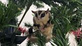 Woman Discovers Possum Hiding in Her Christmas Tree: ‘I Don’t Know What to Do’