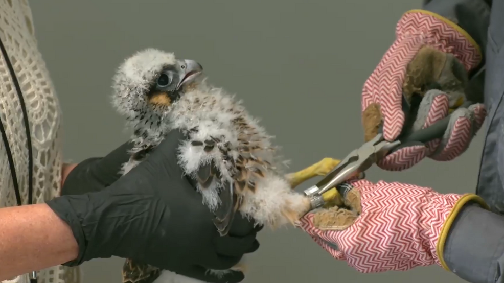 WATCH: Pennsylvania Game Commission bands falcon nestlings