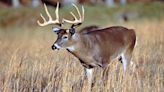 Big changes proposed for Mississippi deer hunters during May wildlife commission meeting