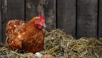 Lowe's Is Selling the Cutest Chicken Coop for Over 50% Off