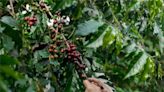 巴西「雀屎咖啡」成世界最貴之一 1公斤驚人價格曝