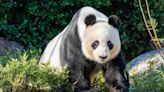 Beijing offers pandas as ties with Australia thaw