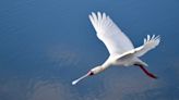 After 360 years away, these majestic birds have returned to Cambridgeshire