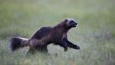 Wolverines will return to Colorado decades after near-extermination in the West